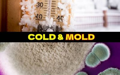 Cold and Mold