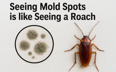 Seeing Mold Spots is like Seeing a Roach